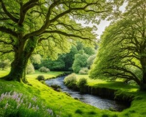 Explora la belleza natural de los parques de Irlanda